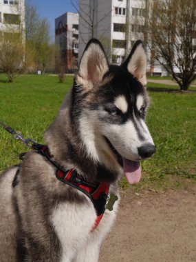 Sibirya Husky 'si yürüyüşe çıktı. Yeşil çimlerin üzerinde bir köpeğin portresi.
