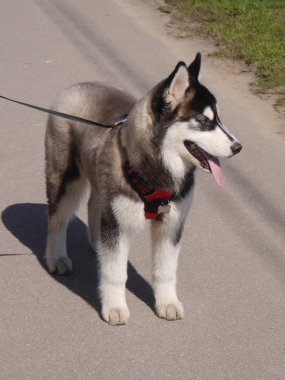 Sibirya Husky 'si yürüyüşe çıktı. Bir köpeğin portresi.