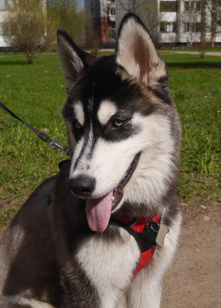 Sibirya Husky 'si yürüyüşe çıktı. Yeşil çimlerin üzerinde bir köpeğin portresi.