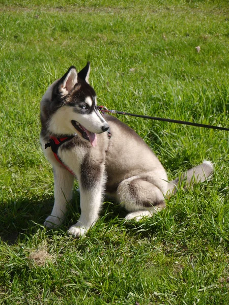 Σιβηρίας Husky Μια Βόλτα Πορτρέτο Ενός Σκύλου Ένα Φόντο Πράσινο — Φωτογραφία Αρχείου