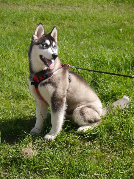 Sibiřský Husky Procházce Portrét Psa Pozadí Zelené Trávy — Stock fotografie