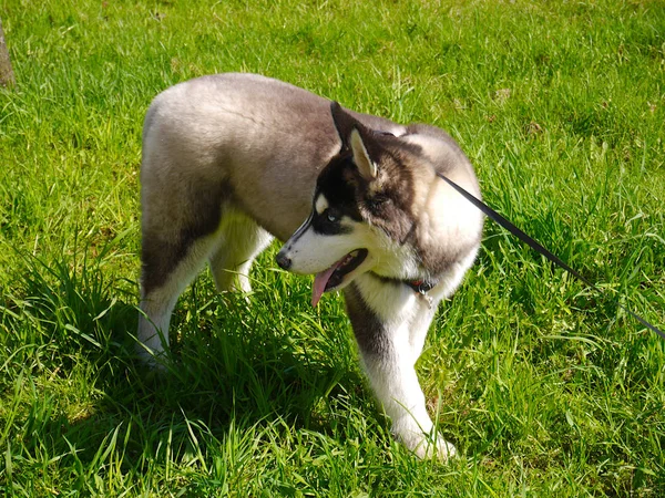 Sibirien Husky Promenad Porträtt Hund Bakgrund Grönt Gräs — Stockfoto