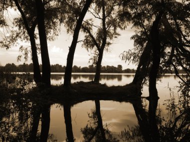Sel sırasında gölün üzerinde ağaçlar olan bir ada. Tek renkli sepia manzarası.