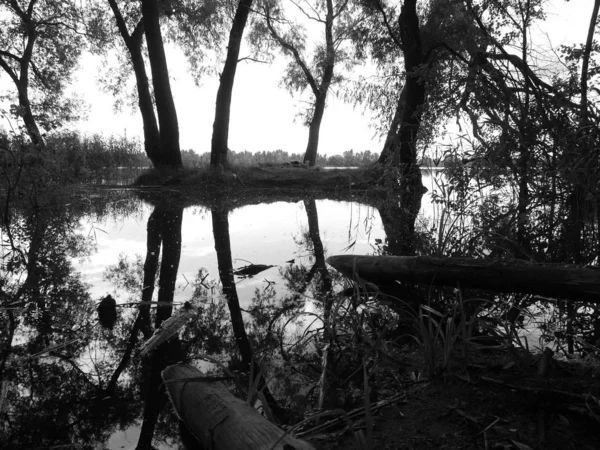 Islet Com Árvores Lago Durante Dilúvio Paisagem Monocromática Preto Branco — Fotografia de Stock