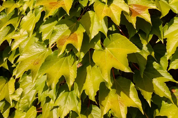 Edera Sulla Parete Alla Luce Del Sole Verde Naturale Sfondo — Foto Stock