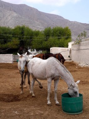 Yunanistan 'ın Santorini kentindeki Perissa köyündeki dağların arka planındaki atlarla manzara.