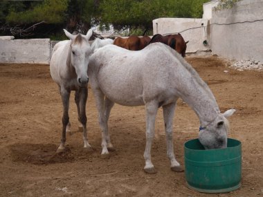 Yunanistan 'ın Santorini kentindeki Perissa köyündeki dağların arka planındaki atlarla manzara.