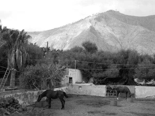 Paisaje Con Caballos Fondo Las Montañas Pueblo Perissa Isla Santorini —  Fotos de Stock