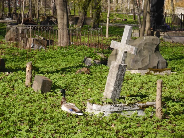 São Petersburgo Rússia 2018 Cemitério Luterano Smolenskoye — Fotografia de Stock