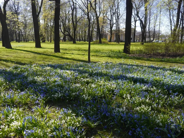 Parque Primavera Día Soleado Centro San Petersburgo Rusia — Foto de Stock