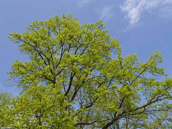 Zweige Mit Jungem Grünen Laub Vor Blauem Himmel — Stockfoto