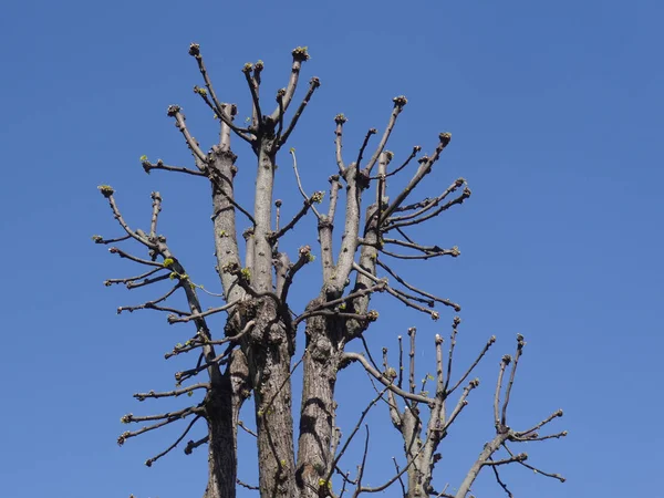 空に向かって裸の木の枝 — ストック写真