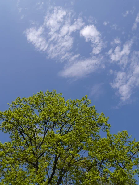 Zweige Mit Jungem Grünen Laub Vor Blauem Himmel — Stockfoto
