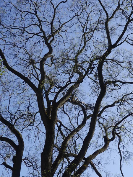 Ramos Árvores Nuas Contra Céu — Fotografia de Stock