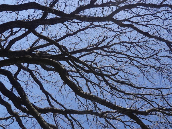 Ramas Árbol Sin Hojas Sobre Fondo Cielo Azul —  Fotos de Stock