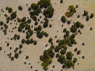 Taş ya da beton yüzey arkaplanı üzerindeki yosun.