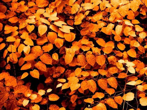 Laranja Brilhante Folhas Douradas Fundo Arbustos — Fotografia de Stock