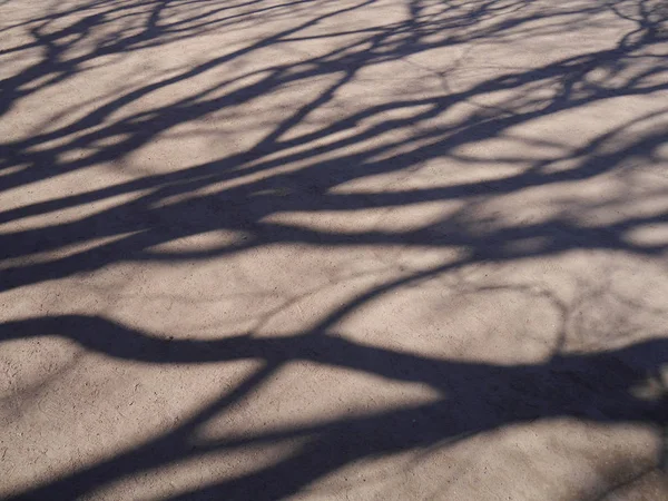 Тень Деревьев Тротуаре Фон — стоковое фото