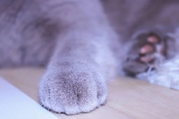 猫の爪の壁紙 猫の背景 子猫のフラットデザイン プリント — ストック写真