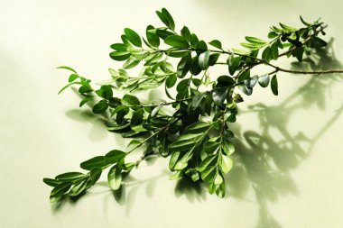 Yeşil yapraklı dal