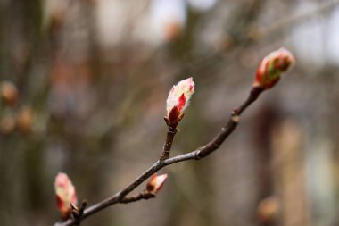 Ağaçtaki tomurcuklar. Bahar güzeli. Doğa