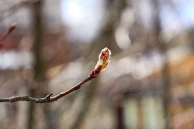 Ağaçtaki tomurcuklar. Bahar güzeli. Doğa