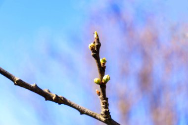 Bitkilerin yeşil tomurcukları, dalların tomurcukları, yay, leylak tomurcukları