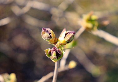 Ağaçtaki tomurcuklar. Bahar güzeli. Doğa