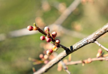 Kiraz eriği ağaçta çiçek açar, bahar güzeli.