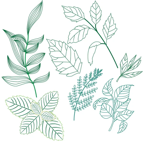 Set the leaves and twigs of various plants, a very good illustra — Stock Vector