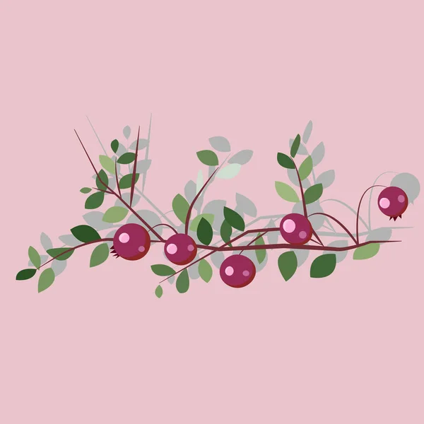 Forest Marsh Cranberry Berries Leaves Vector Illustration — Stock Vector