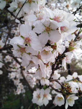 Almond tree blossoms in white flowers