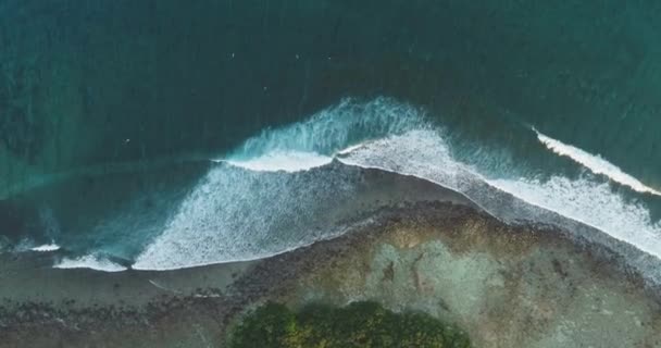 Top down aerial shot on vivid seashore sand and coconut trees. Bird eye on coastline wild turquoise and tropical island. — Stock Video