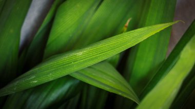 Pandanus amiaryllifolius yaprak kadar yakın gelir