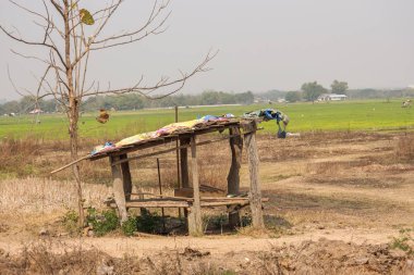 Tayland 'da Asya pirinç tarlası.