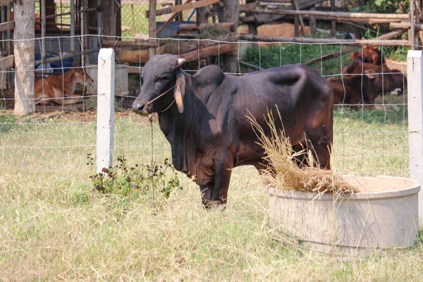 Vaca Tailandia Animal Fauna Aire Libre — Foto de Stock