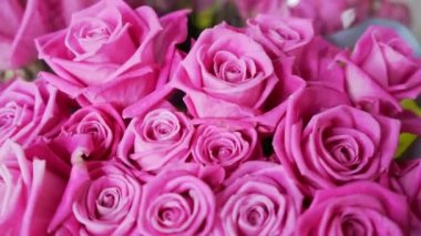 Pembe gül çiçekli yakın plan. Hareket eden makro pembe güller. Romantik ve pembe arka plan.