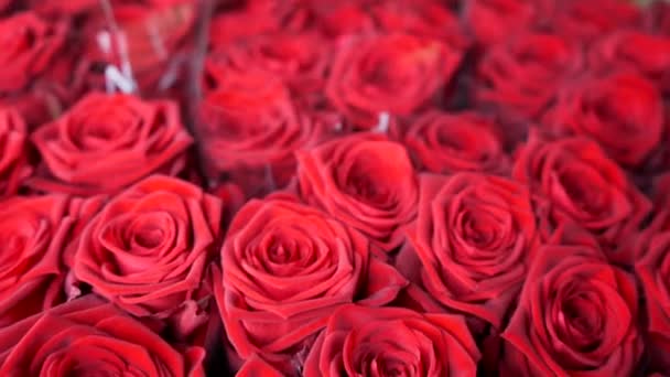 Vermelho Rosa Floral Closeup Mover Macro Shot Rosas Vermelhas Fundo — Vídeo de Stock