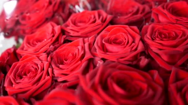 Vermelho Rosa Floral Closeup Mover Macro Shot Rosas Vermelhas Fundo — Vídeo de Stock