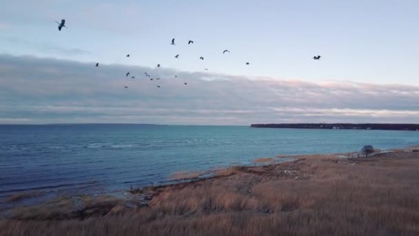 Disparo Aéreo Aves Que Vuelan Cerca Mar Sobre Fondo Grulla — Vídeo de stock