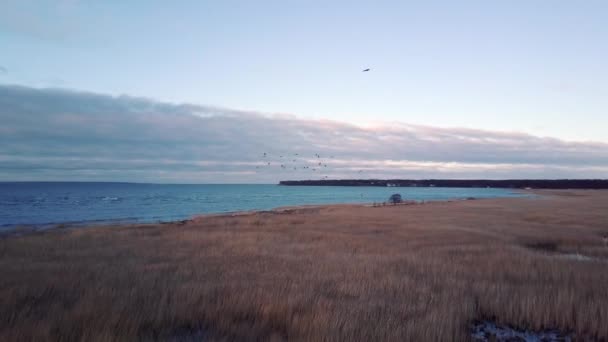 Воздушный Выстрел Журавлиной Птицы Пролетающей Мимо Море Заднем Плане Дрона — стоковое видео