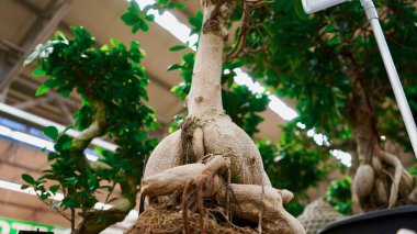 Güzel bonsai bitkisi makro yakın çekim. Bonsai ormanı içeride. Ev ve şehir bahçe konsepti.