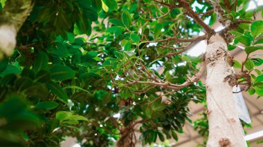 Güzel bonsai bitkisi makro yakın çekim. Bonsai ormanı içeride. Ev ve şehir bahçe konsepti.