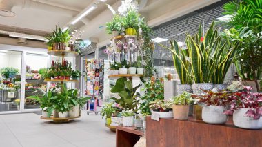 Süslemeleri olan güzel bir atmosfer çiçekçisi. Bitkiler, çömlekler ve mobilyalarla süslü iç tasarım.