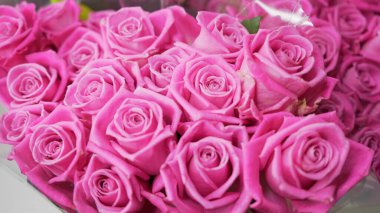 Pembe gül çiçekli yakın plan. Macro shot pembe güller. Romantik ve pembe arka plan.