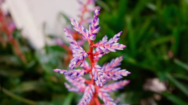 Beautiful Purple Flower Macro Closeup Nature — Stock Photo, Image