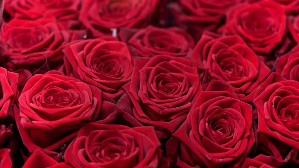 Kırmızı Gül Çiçekli Yakın Plan Macro Shot Kırmızı Güller Romantik — Stok fotoğraf