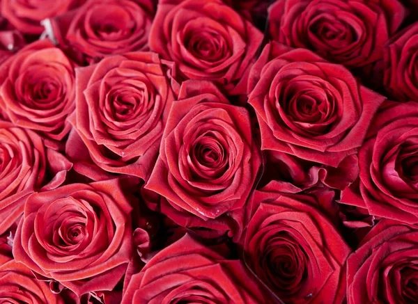 Kırmızı Gül Çiçekli Yakın Plan Macro Shot Kırmızı Güller Romantik — Stok fotoğraf