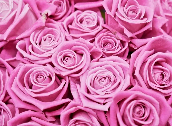 Pembe gül çiçekli yakın plan. Macro shot pembe güller. Romantik ve pembe arka plan.