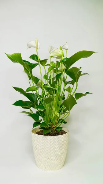 Spathiphyllum Ειρηνικό Κρίνο Φυτό Λευκό Φόντο Φυτεμένο Για Σπίτι — Φωτογραφία Αρχείου